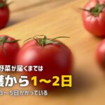 新鮮な野菜が届く食材宅配おすすめ3選｜産直で鮮度抜群