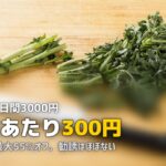 ヨシケイお試し5daysの内容と感想|料金・コース・勧誘の実態を解説