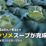 ミールキットの余った食材を使い切り!アレンジレシピ集