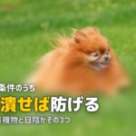 人工芝にカビが生える原因と予防法|発生した場合の除去方法