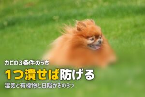 人工芝にカビが生える原因と予防法｜発生した場合の除去方法