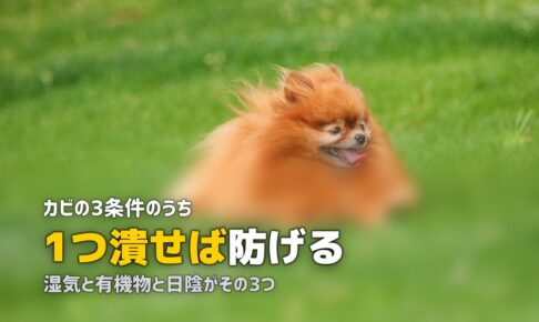 人工芝にカビが生える原因と予防法｜発生した場合の除去方法