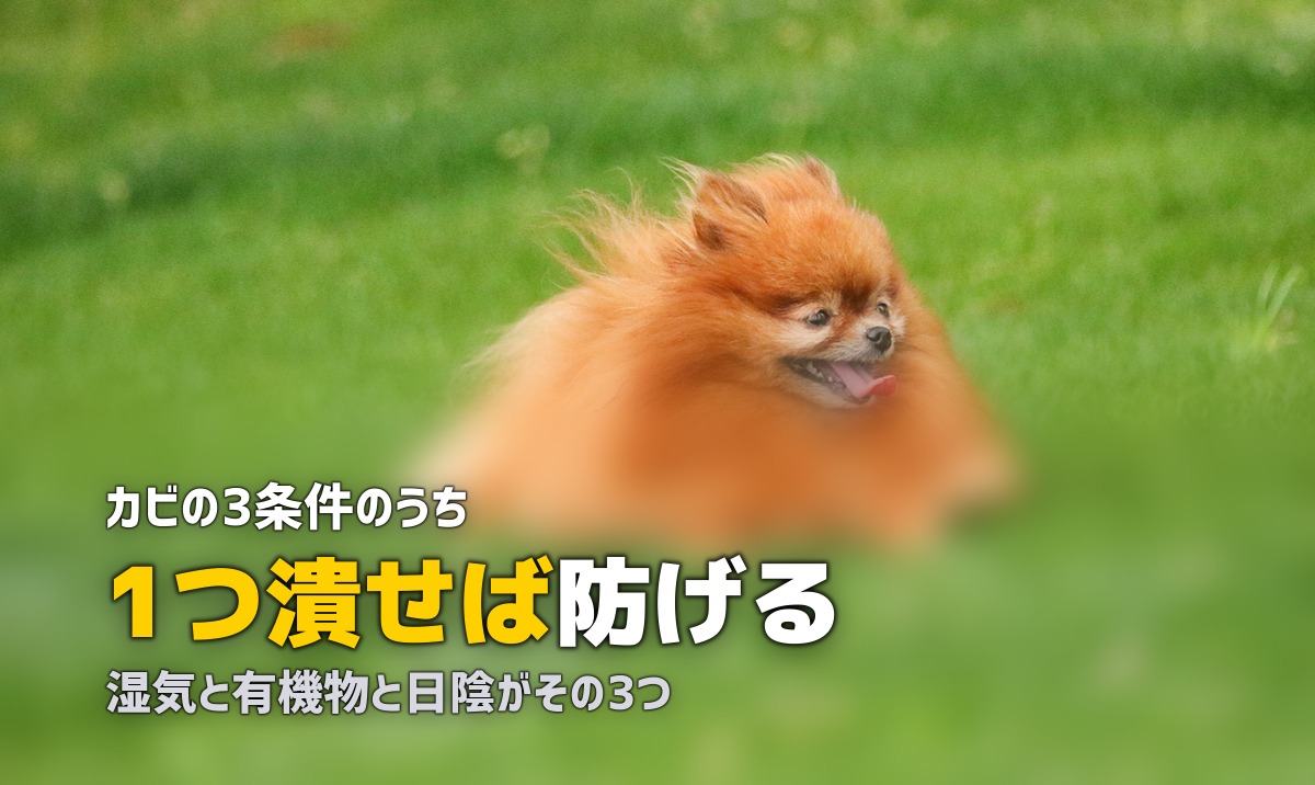 人工芝にカビが生える原因と予防法|発生した場合の除去方法