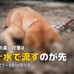 人工芝の上で犬がトイレ!おしっこ対策と臭い消しの方法