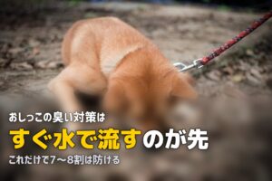人工芝の上で犬がトイレ！おしっこ対策と臭い消しの方法