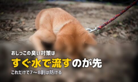 人工芝の上で犬がトイレ！おしっこ対策と臭い消しの方法