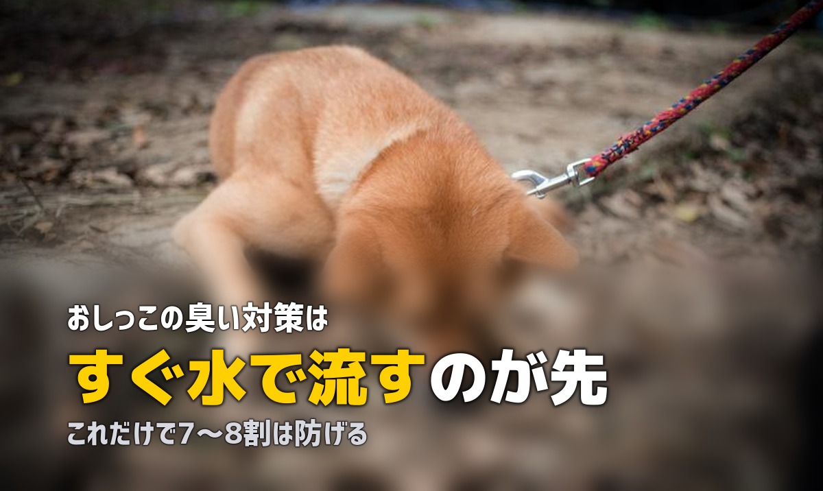人工芝の上で犬がトイレ！おしっこ対策と臭い消しの方法