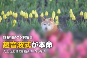 人工芝で猫よけはできる？猫のフン対策と人工芝の活用法