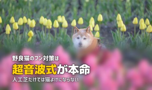 人工芝で猫よけはできる？猫のフン対策と人工芝の活用法